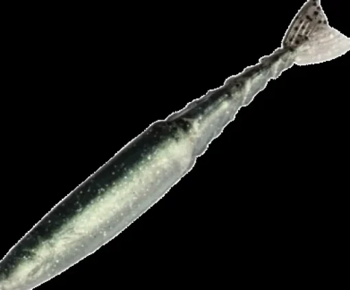 ZMAN CHATTERSHAD LURE 4.5 INCH - Bad Shad